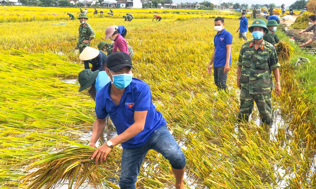 Lội ruộng giúp người dân gặt lúa