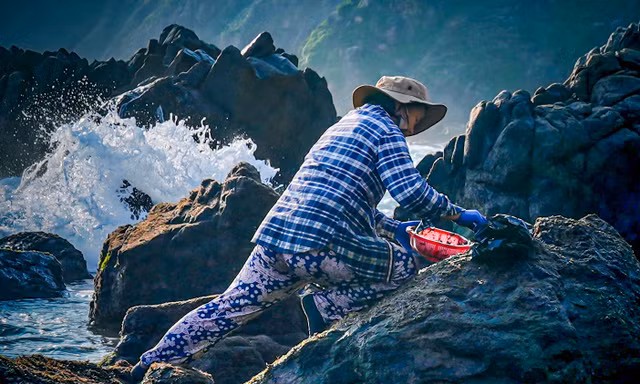 Nhọc nhằn thu hoạch 'lộc biển' trên ghềnh đá bên sóng dữ