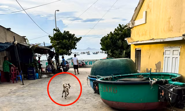 Đi du lịch cùng gia đình, cháu bé 3 tuổi bị chó cắn phải khâu 32 mũi
