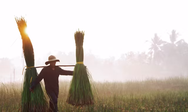 Rộn ràng mùa thu hoạch cói, người dân xuống ruộng từ lúc mặt trời vừa ló rạng