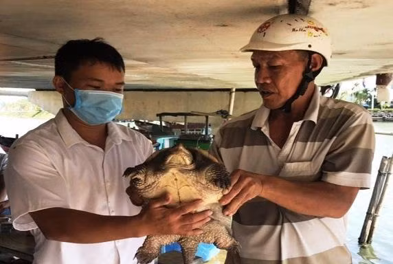Ngư dân giao nộp cá thể rùa bắt được cho cơ quan chức năng.