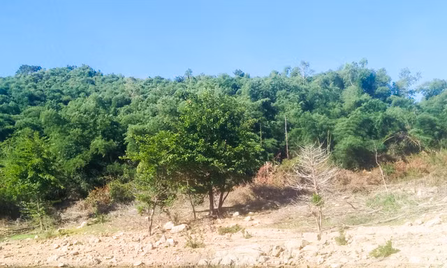 Diễn biến nóng vụ nguyên Bí thư Huyện ủy giả chữ ký để 'thâu tóm' 115 ha đất rừng