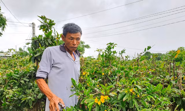  'Thủ phủ' mai vàng miền Trung thấp thỏm vì hoa nở rộ