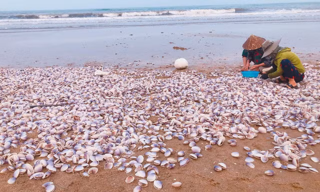 Hà Tĩnh: Ngư dân thu tiền triệu nhờ trúng đậm ngao tím 'bỗng dưng' dạt vào bờ