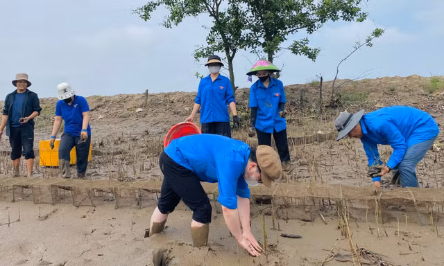Thanh niên tình nguyện lội bùn trồng cây làm kè chắn sóng