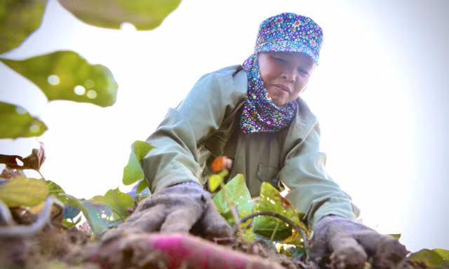 Khoai lang Nhật ruột vàng bám rễ trên đất Lộc Hà