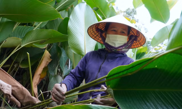 'Thủ phủ' lá dong ở Hà Tĩnh rộn ràng vụ Tết