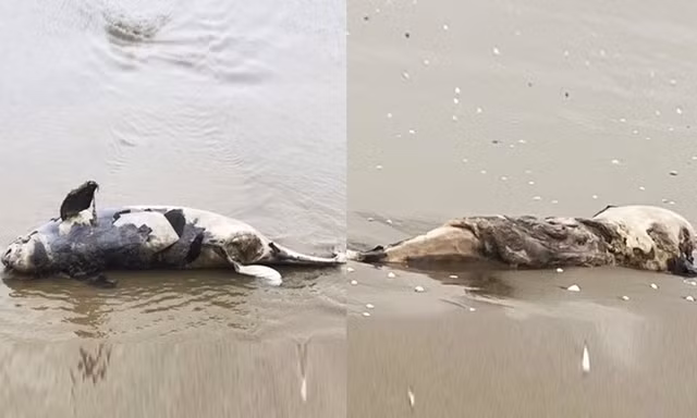 Liên tiếp phát hiện xác cá voi trôi dạt vào bờ biển Hà Tĩnh