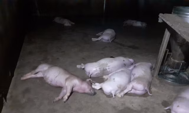 Đàn lợn của người dân bị sét đánh chết hàng loạt