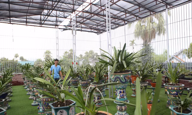 Mê mẩn vườn lan bạc tỷ của chàng kỹ sư tin học bỏ phố về quê lập nghiệp