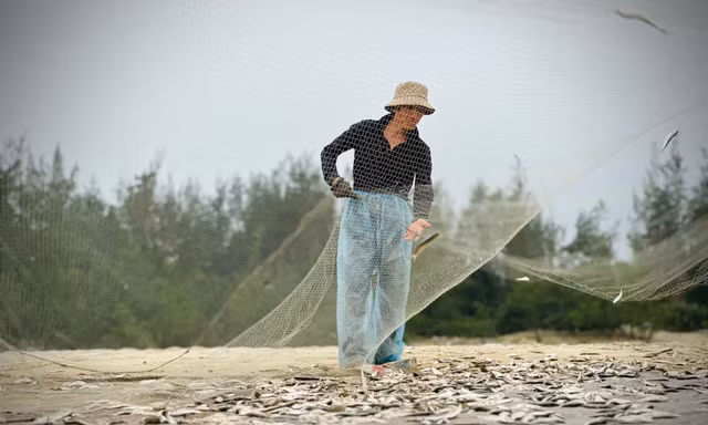 Trúng đậm mùa cá trích, ngư dân thu tiền triệu mỗi ngày