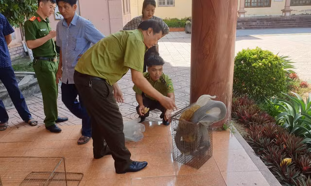 Đi thăm vườn, người đàn ông bắt được rắn hổ chúa dài hơn 3m