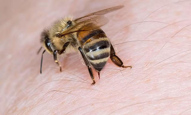 7 em học sinh bị ong đốt trên đường đi học về, 1 người tử vong