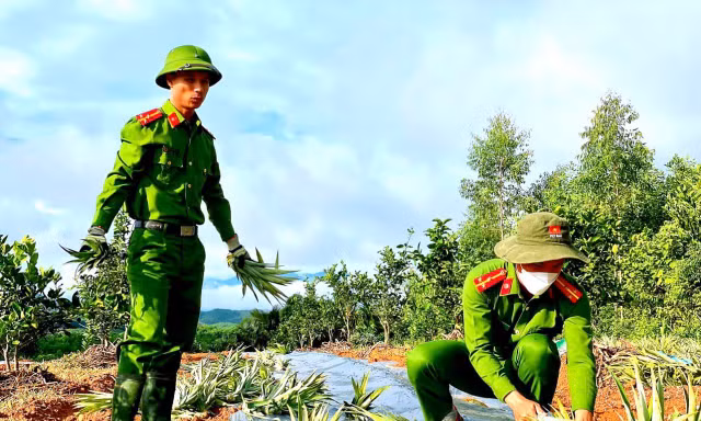 Sắc xanh tình nguyện đội nắng giúp người dân trồng dứa