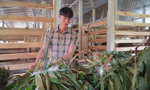 Về quê lập nghiệp, thủ lĩnh Đoàn xã mở trại nuôi hươu sao, thu 3 tỷ mỗi năm