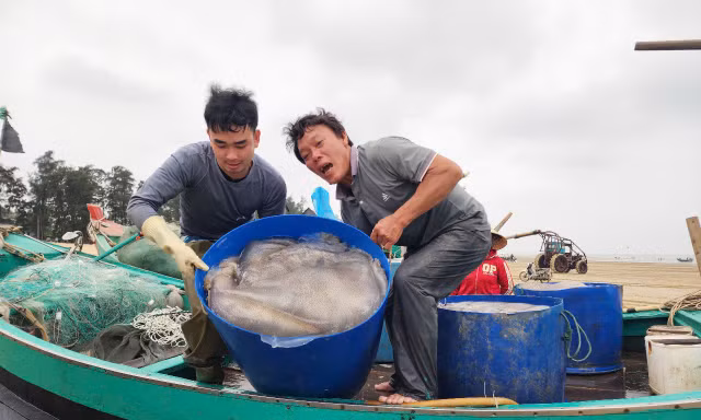 Vào mùa sứa biển, ngư dân kiếm tiền triệu sau vài giờ ra khơi