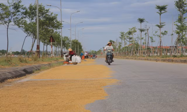 Vô tư 'biến' tuyến đường 173 tỷ đồng thành... sân phơi lúa 