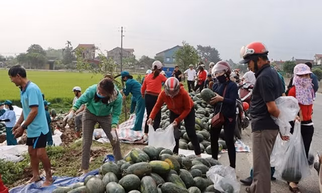 Xe chở gần 30 tấn dưa hấu lật xuống ruộng, người dân thu gom 'giải cứu' giúp tài xế