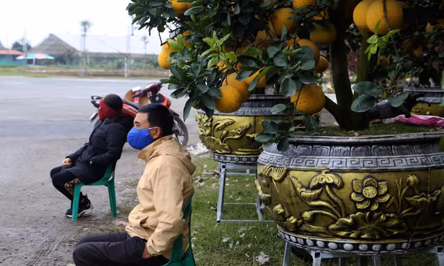 Rét đỉnh điểm, tiểu thương co ro bên hàng hoa, cây cảnh sốt ruột chờ khách