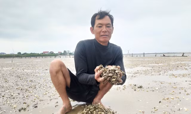 Hà Tĩnh: Người dân lo thiệt hại tiền tỷ vì ngao bất ngờ chết trắng bãi