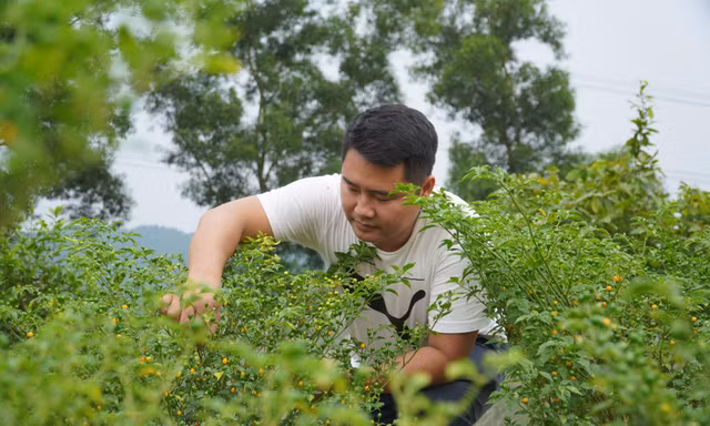 Cải tạo đồi keo trồng giống ớt đắt nhất thế giới đem lại thu nhập trăm triệu