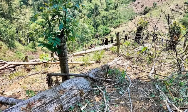 Người đàn ông bị phạt gần 38 triệu vì phá rừng