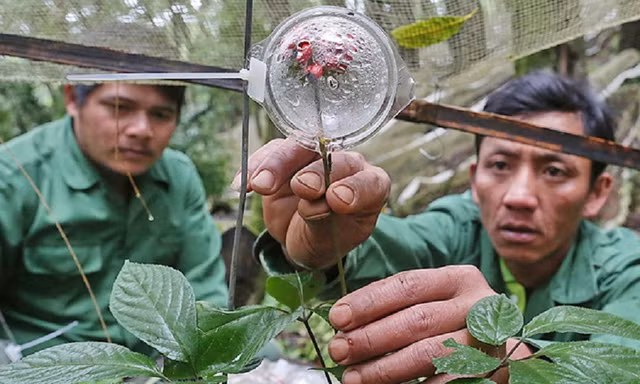 Những loại sâm và dược liệu quý toàn cầu sẽ quy tụ về lễ hội tại TPHCM