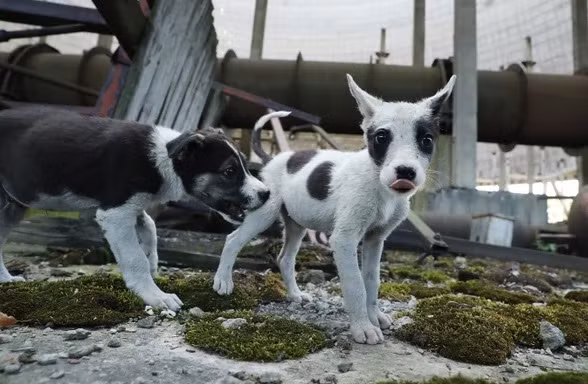 Hàng trăm con chó vẫn sống trong và xung quanh nhà máy điện hạt nhân Chernobyl bỏ hoang. (Ảnh: Getty)