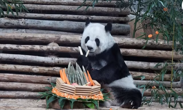 Gấu trúc Lin Hui khi còn sống trong vườn thú ở Chiang Mai, Thái Lan