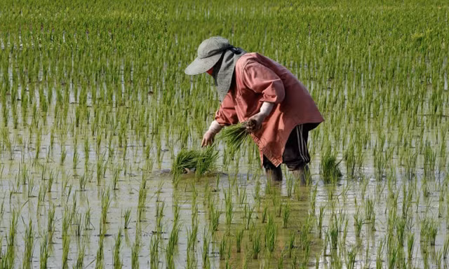 Một nông dân ở tỉnh Nakhon Sawan của Thái Lan. (Ảnh: Getty)