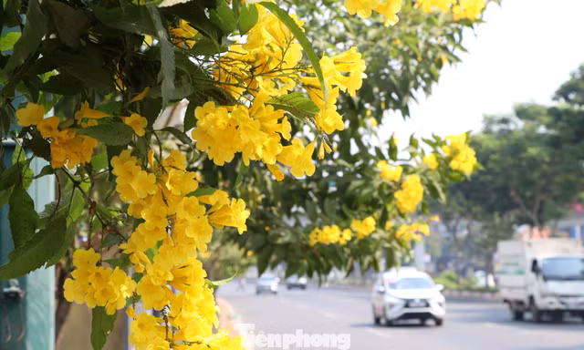Hoa huỳnh liên nở vàng rực đường phố Sài Gòn ngày giáp Tết