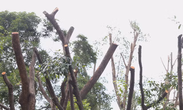 Lý do hàng loạt cây xanh ở TPHCM bị cắt tỉa trơ trụi