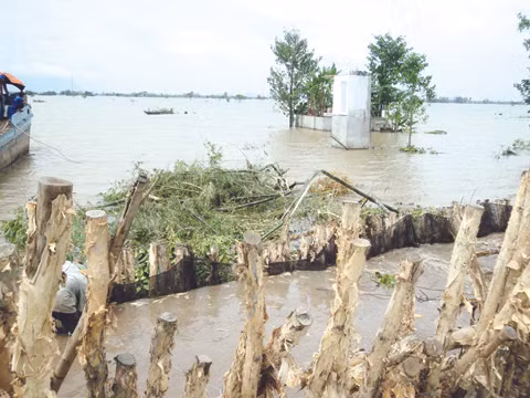 Hơn 9 ngàn hecta lúa thu đông bị mất trắng