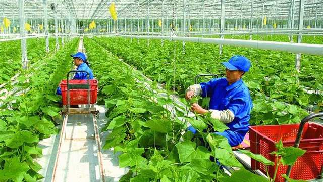 Phát triển nông nghiệp công nghệ cao là hướng đi mới của nhiều địa phương