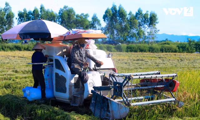 Nông dân Hà Nội thu hoạch lúa