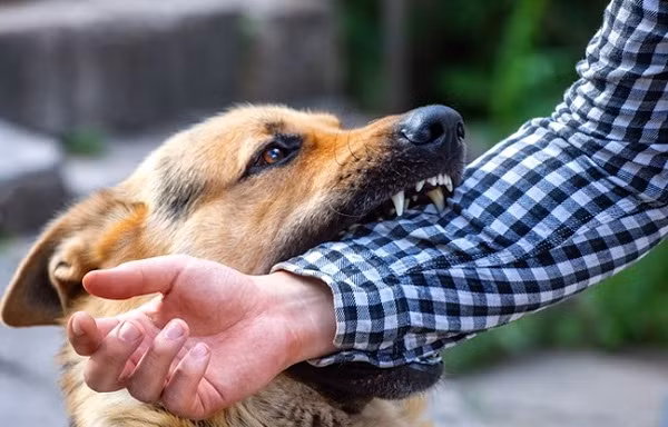 Hà Nội: Chó dại cắn 3 người ở Sóc Sơn