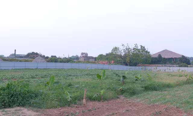 Hơn 186.000 m2 đất nông nghiệp công ích ở huyện Phúc Thọ sẽ được đấu giá quyền cho thuê với giá khởi điểm 675 đồng/m2. 