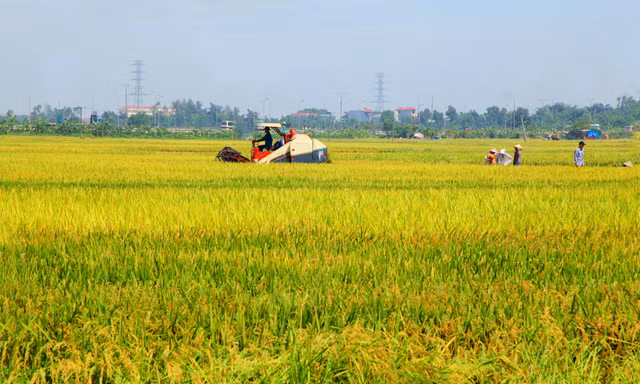 Hà Nội đề xuất chuyển đổi hơn 29 ha đất lúa để triển khai dự án tại 6 quận, huyện
