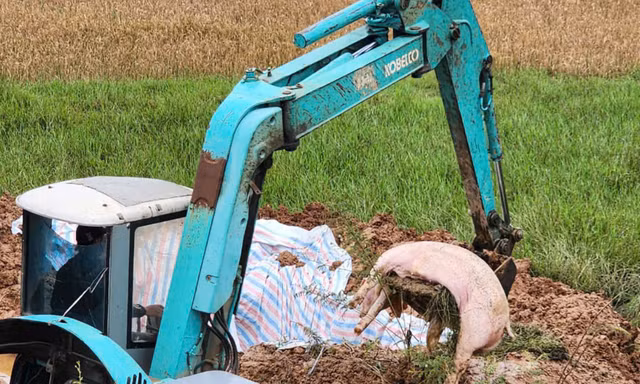 Hà Nội: Tiêu hủy, xác minh gần 3 tấn thịt lợn nhiễm dịch tả lợn Châu Phi