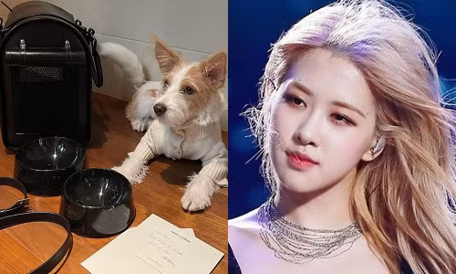 “Sen” là Đại sứ Saint Laurent, "boss" nhà Rosé nhận quà Giáng Sinh trăm triệu