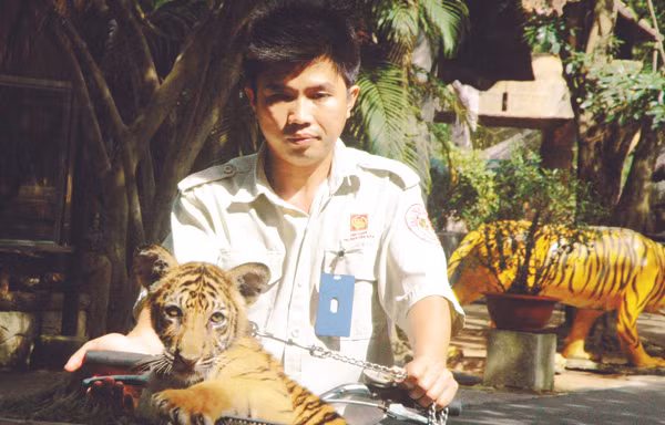 Con hổ tên “Bi” Ảnh: T.N.A