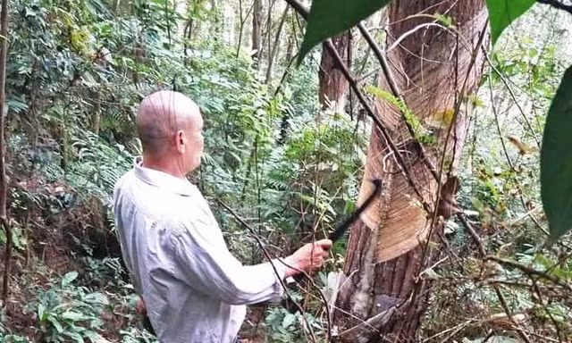 Hàng nghin cây thông trong vườn Quốc gia Tam Đảo bị cạo vỏ lấy nhựa