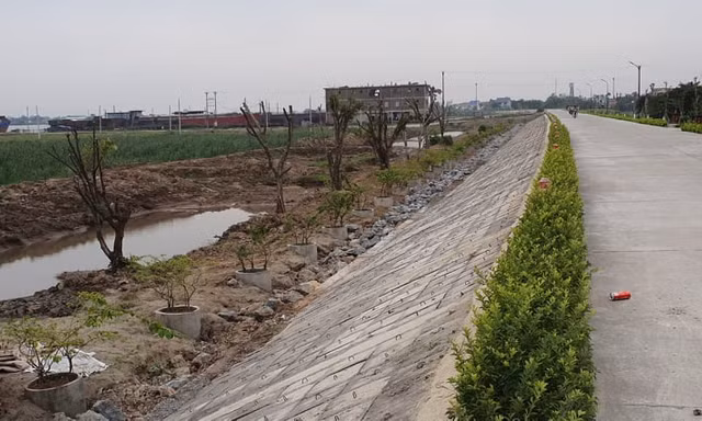 Hàng cây lâu năm trồng xâm phạm đê sông Đáy (địa phận tỉnh Ninh Bình).