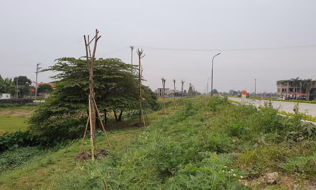 Ngang nhiên trồng hàng trăm cây lâu năm xâm phạm đê sông Đáy
