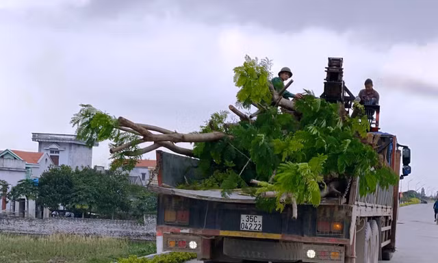 Số cây lâu năm được một người dân trồng xâm phạm đê sông Đáy đã được di dời