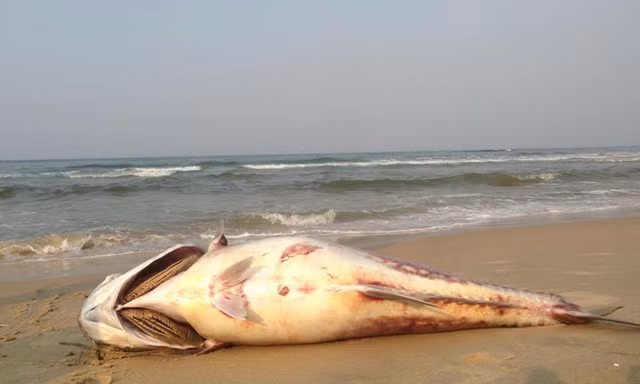 Thành lập đoàn chuyên gia độc lập tìm nguyên nhân cá chết