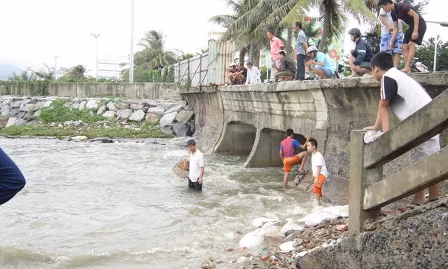 Cá nước ngọt gặp nước biển cay mắt nên người dân chỉ cần cầm nơm đứng chực ở miệng cống là có thể bắt được. Ảnh: Thanh Trần. 