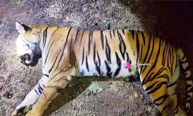 Con hổ cái T-1 bị kết liễu bởi thợ săn chuyên nghiệp cuối tuần trước sau cuộc săn lùng kéo dài hai năm với bốn lần thoát khỏi bẫy (ảnh AFP)