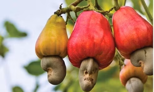 Ngành điều Việt Nam còn đối mặt nhiều thách thức. Ảnh minh họa.