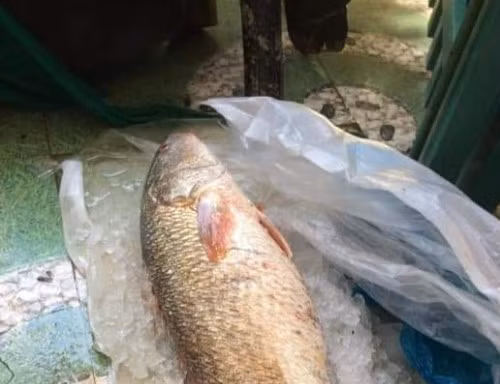 Con cá "lạ" nghi sủ vàng, nặng 5kg. Ảnh: Dân Việt